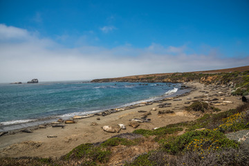 Fototapeta na wymiar Elephant Seals Along the coastline of the California Coastline Pacific Highway 1