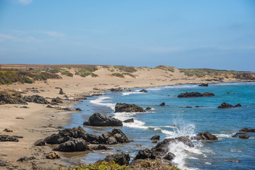 Elephant Seals Along the coastline of the California Coastline Pacific Highway 1