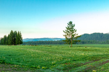 Altai Mountain in summer