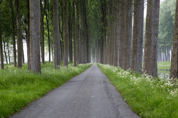 Obraz premium Forrest