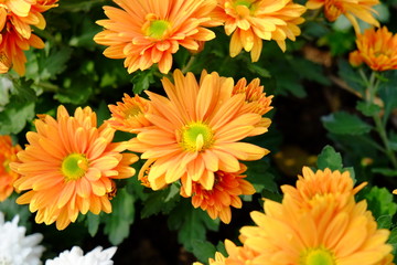 Golden Autumn Mum or Chrysanthemum flowers blooming in garden