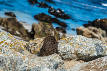 Squirrel at 17 Mile Drive in Pebble Beach California.