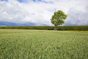 storm clouds over summer farmland
