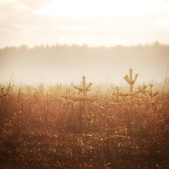 forest background