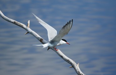 Common tern (Sterna hirundo) spreading its wings while sitting on a tree branch. Beautiful white bird above blue water of a lake.