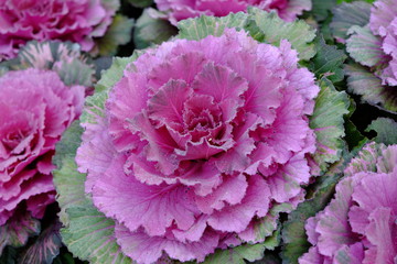 Red cabbage