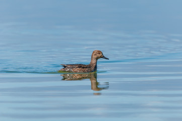 A female common teal swimming