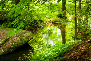 pond among the deciduous forest