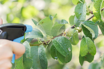 pear tree spraying against pests
