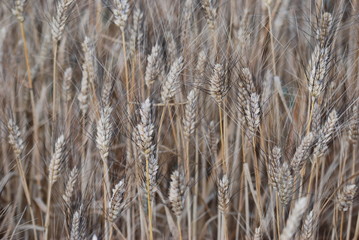 Fototapeta premium ble