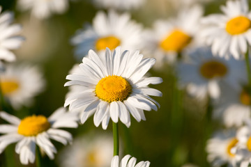 Obraz na płótnie Canvas daisies in a meadow on a Sunny day