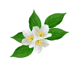 White jasmine flower.