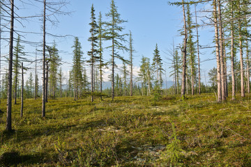 Taiga Taimyr.