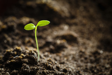 Growing Green Sprout From Soil. Spring Agricultural Season