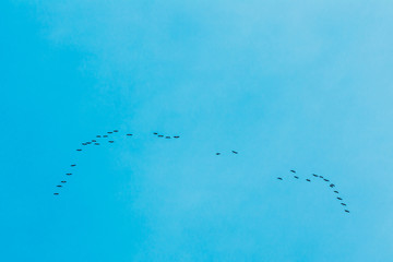 Flock Of Geese Flies In V-formation Flying In Blue Autumn or Spr