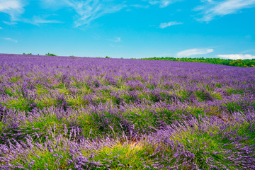 Fototapeta na wymiar Scenic View of Blooming Bright Purple Lavender Flowers Field in 