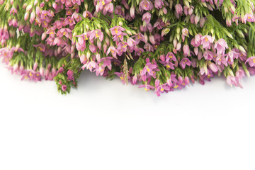 Common Centaury ( Centaurium Erythraea ) Flowers