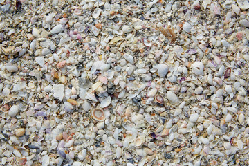 Florida Fort Myers beach sea shells sand US