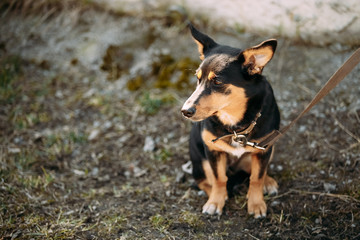 Naklejka na ściany i meble Mixed Breed Small Size Dog Sits Outdoor