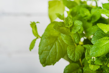 Fresh mint sprinkled with dew.