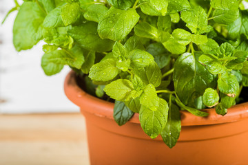 Fresh mint sprinkled with dew.