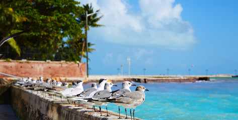 Key west florida beach Clearence S Higgs