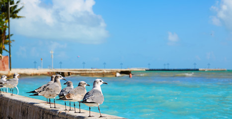 Fototapeta na wymiar Key west florida beach Clearence S Higgs