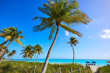 Fototapeta premium Key west florida Smathers beach palm trees US