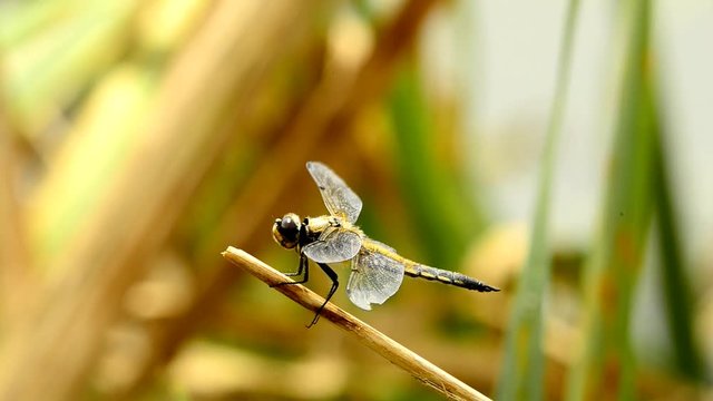 Vierfleck, Libellula quadrimaculata 