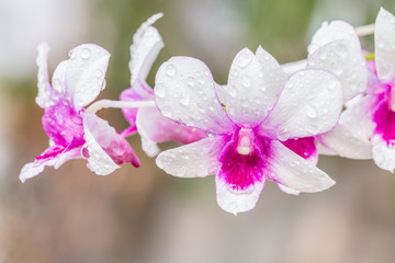 Fototapeta na wymiar White Purple orchids