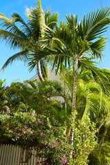 Fototapeta premium Key west downtown street houses in Florida