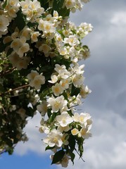 white,fragrant flowers of jasmine bush