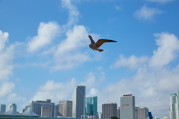 Fototapeta na wymiar Miami downtown skyline with seagull flying Florida