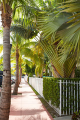 Miami beach palm trees sidewalks in Florida
