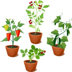 set of vegetable crops in flowerpots