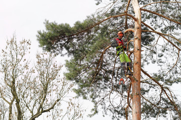 Metoda alpinistyczna wycinki drzew