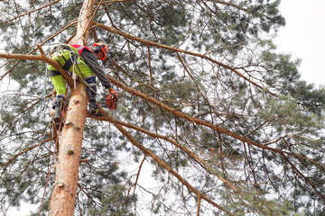 Ścinanie drzewa metodą alpinistyczną - obrazy, fototapety, plakaty