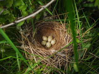 Naklejka na ściany i meble Five little mottled eggs of forest birds are in beautiful made the nest under the bushes.