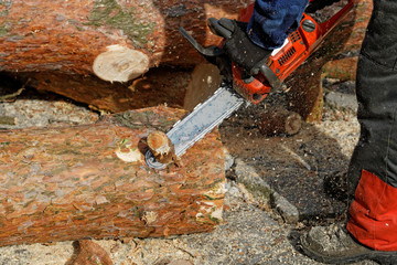 Cięcie drewna pilarką łańcuchową spalinową