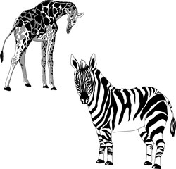 Fototapeta na wymiar illustration of a giraffe and zebra