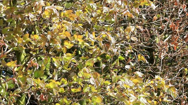 beech Fagus sylvatica in spring
