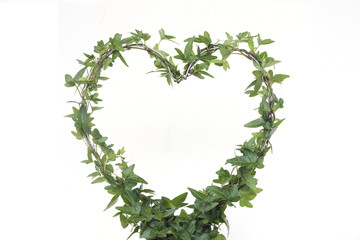 Ivy plant with shape of a heart with white isolated background