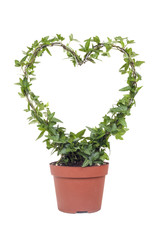 Ivy plant with shape of a heart with white isolated background
