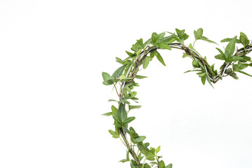 Ivy plant with shape of a heart with white isolated background