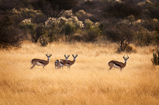 Herd of springbok in Namibia