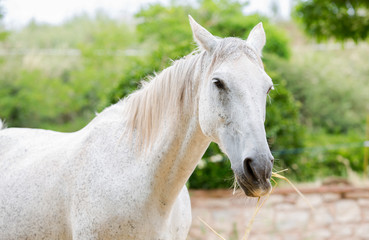 Obraz na płótnie Canvas Close-up of a white horse