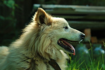 Obraz premium Старая пушистая собака