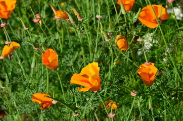 Goldmohn
