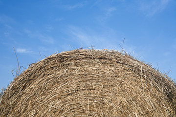 Detail of roll straw at the countryside on a sunny day