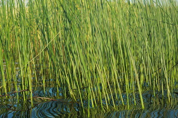 Фон камыша
